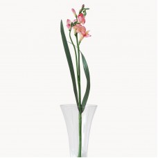 Sunbury Pink Freesia